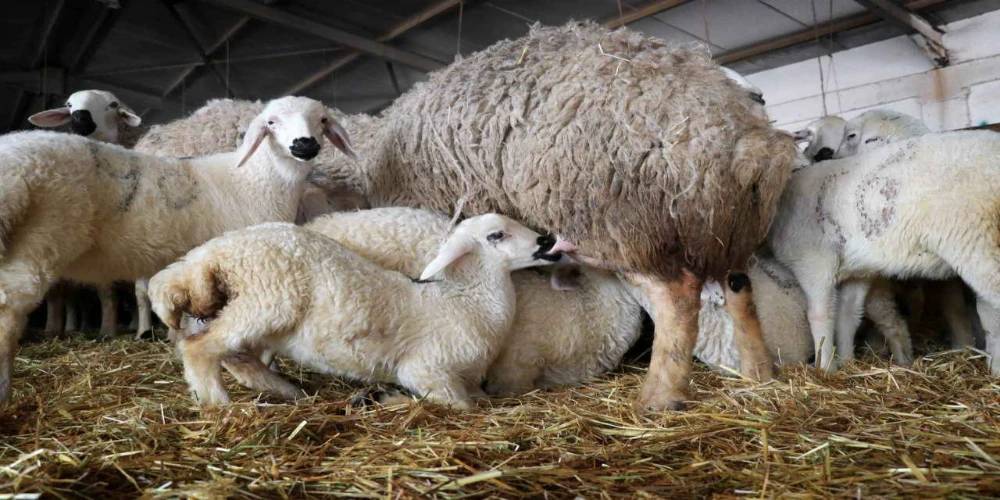 Konya'nın en büyük çiftliği 190 bin adet satın alacak! 2